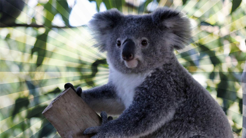 Koala Ne Yer, Nerede Yaşar? İşte Hakkında Farklı Bilgiler