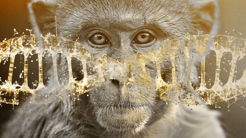 Maymunlar, Tarihte Birinci Defa Yapay Embriyo ile Gebe Kaldı