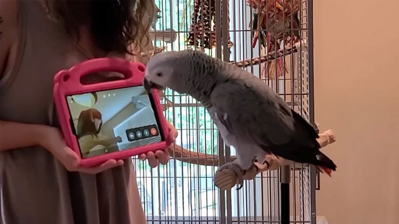 Papağanlar Manzaralı Görüşmelerle Toplumsallaşıyor