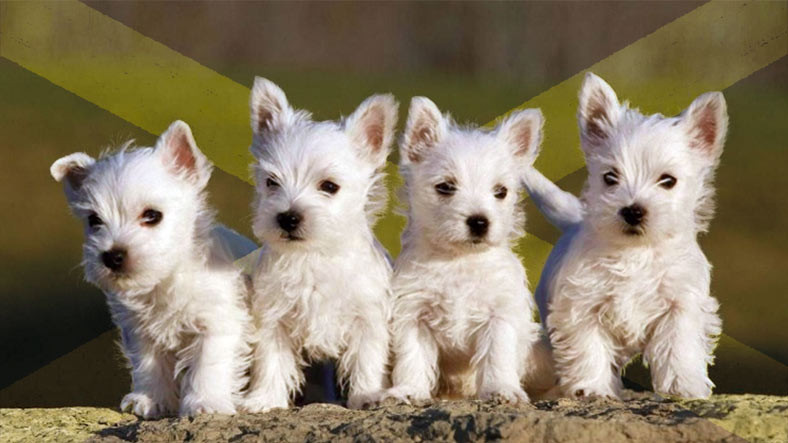 Onlarca Farklı Cinsi ile Yüzlerce Yıldır Bizimle Olan Terrier Köpeklerin 8 Enteresan Özelliği