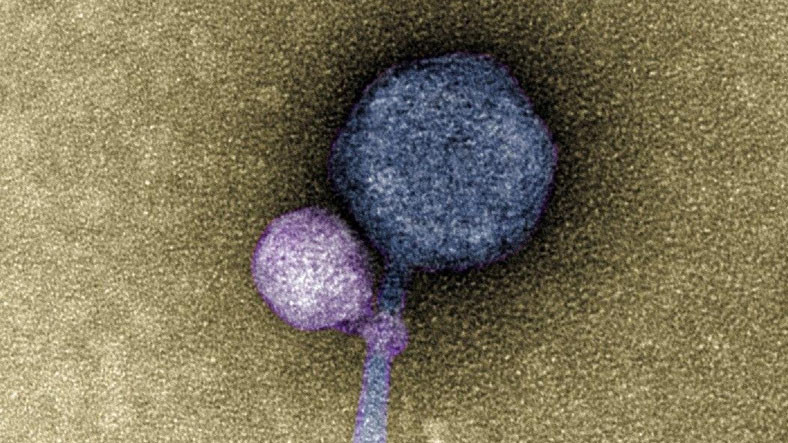 Aktif Hale Gelmek İçin Öteki Virüsleri Isıran "Vampir" Virüs Keşfedildi
